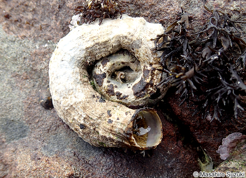 オオヘビガイ Thylacodes adamsii