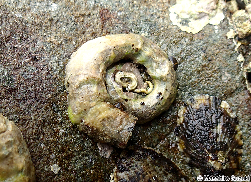 オオヘビガイ Thylacodes adamsii