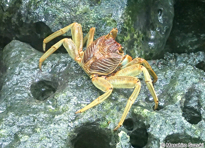 オオイワガニ Grapsus tenuicrustatus