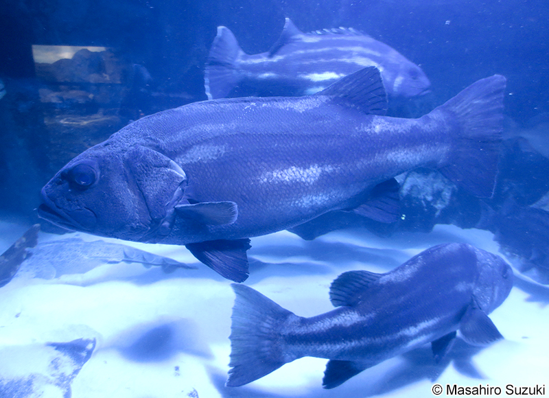 オオクチイシナギ Stereolepis doederleini