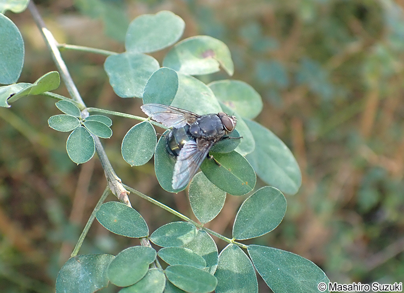 オオクロバエ Calliphora nigribarbis