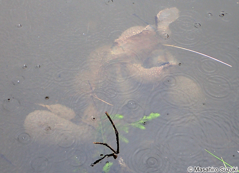 オオマリコケムシ Pectinatella magnifica