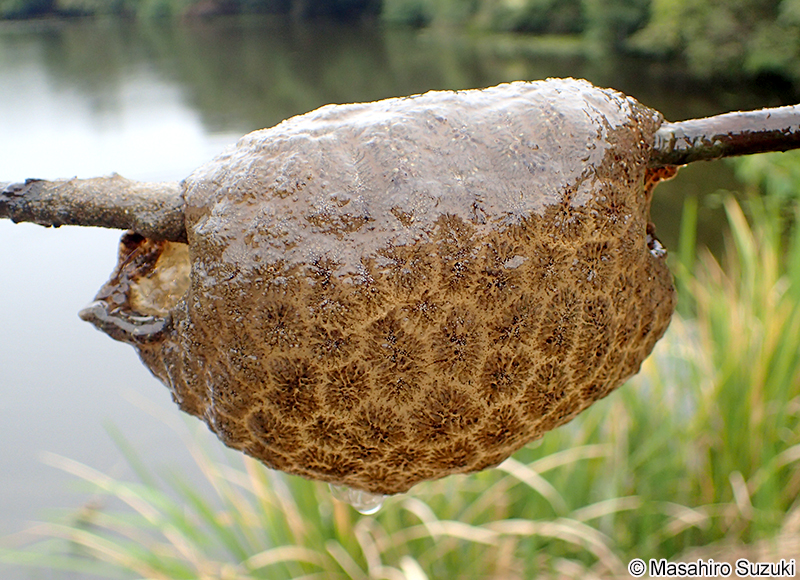オオマリコケムシ Pectinatella magnifica