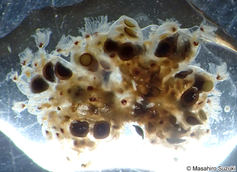 オオマリコケムシの群体塊