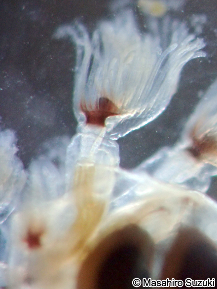 オオマリコケムシの個虫