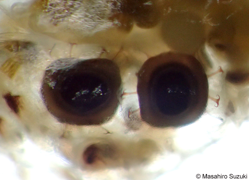 オオマリコケムシのスタトブラスト（休芽）