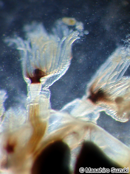 オオマリコケムシの個虫