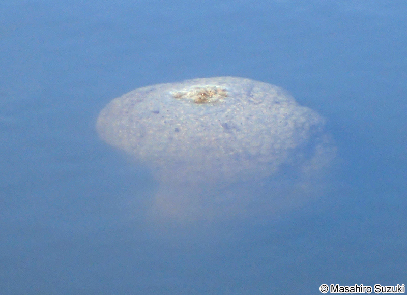 オオマリコケムシ Pectinatella magnifica