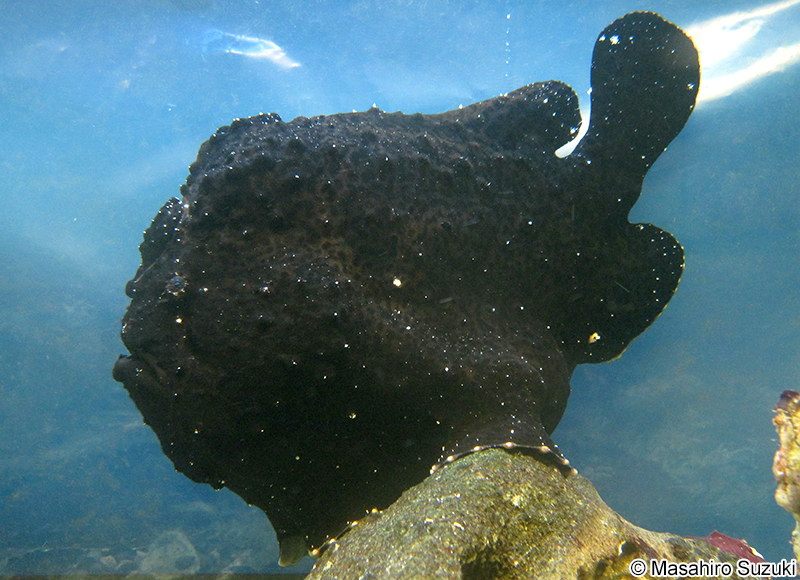 オオモンカエルアンコウ Antennarius commersoni