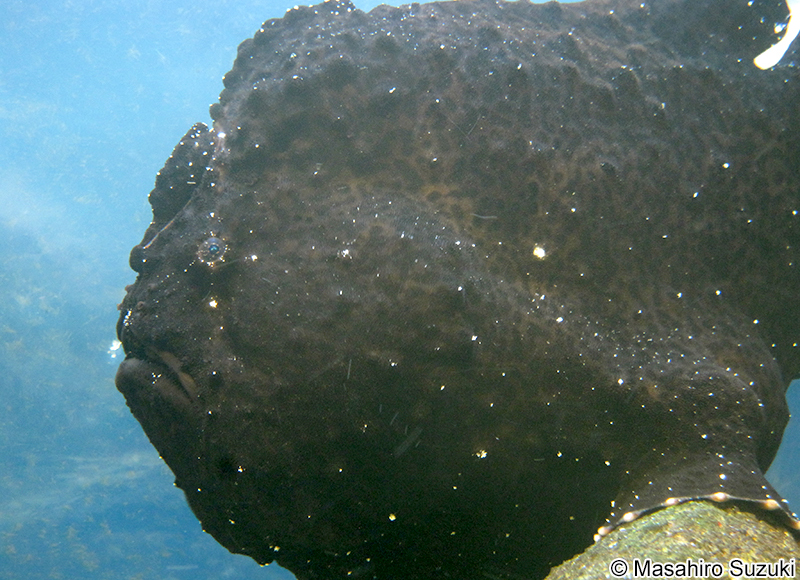 オオモンカエルアンコウ Antennarius commersoni