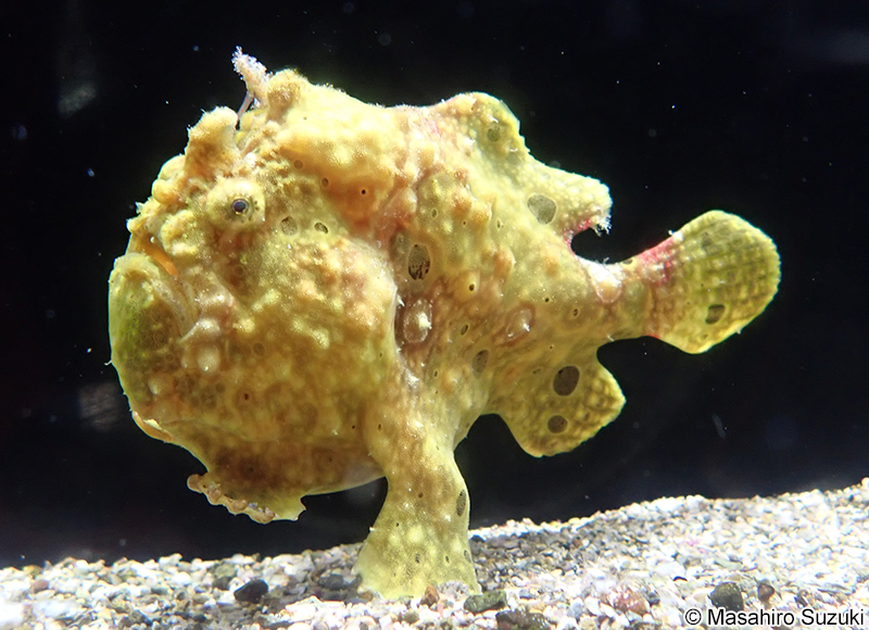 オオモンカエルアンコウ Antennarius commersoni