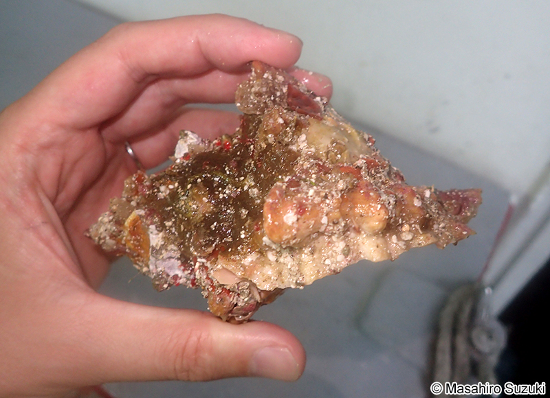 オオナルトボラ Tutufa bufo