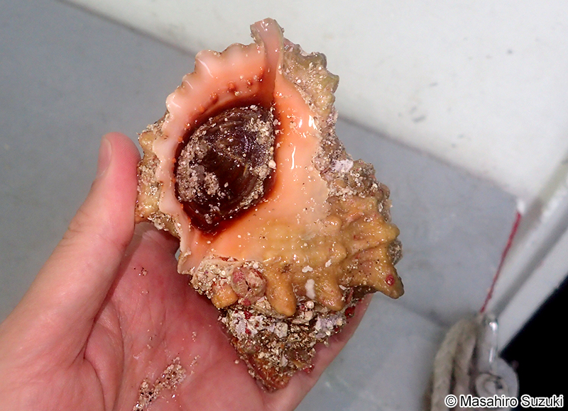 オオナルトボラ Tutufa bufo