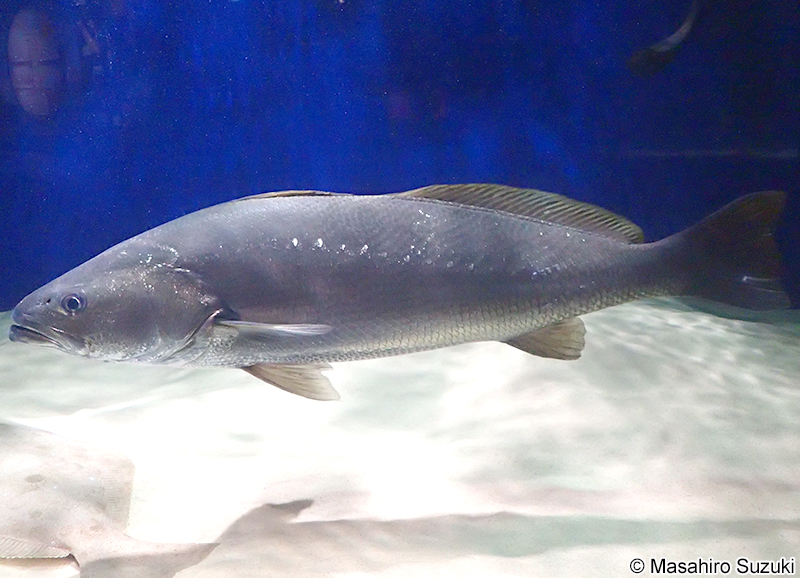 オオニベ Argyrosomus japonicus