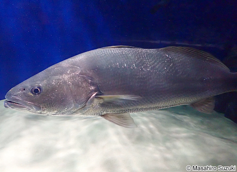 オオニベ Argyrosomus japonicus