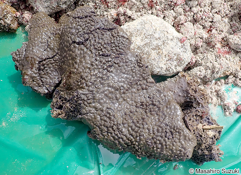 オオパンカイメン Spirastrella insignis