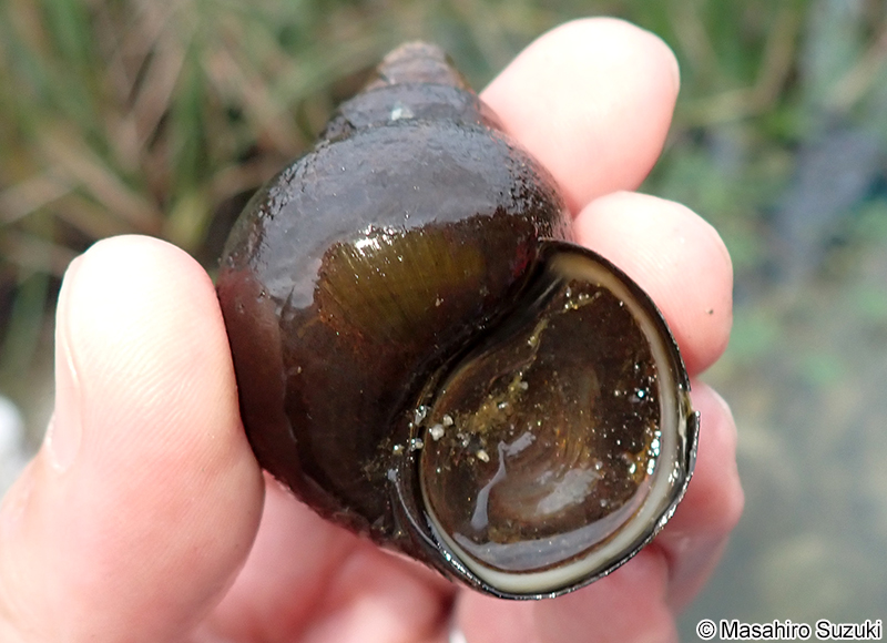 オオタニシ Cipangopaludina japonica