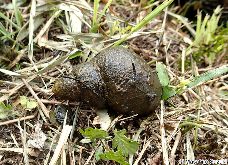 オオタニシ Cipangopaludina japonica