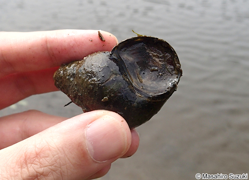 オオタニシ Cipangopaludina japonica