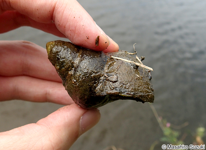 オオタニシ Cipangopaludina japonica