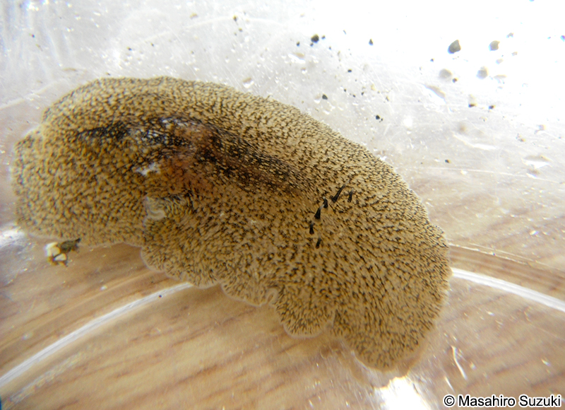 オオツノヒラムシ Planocera multitentaculata