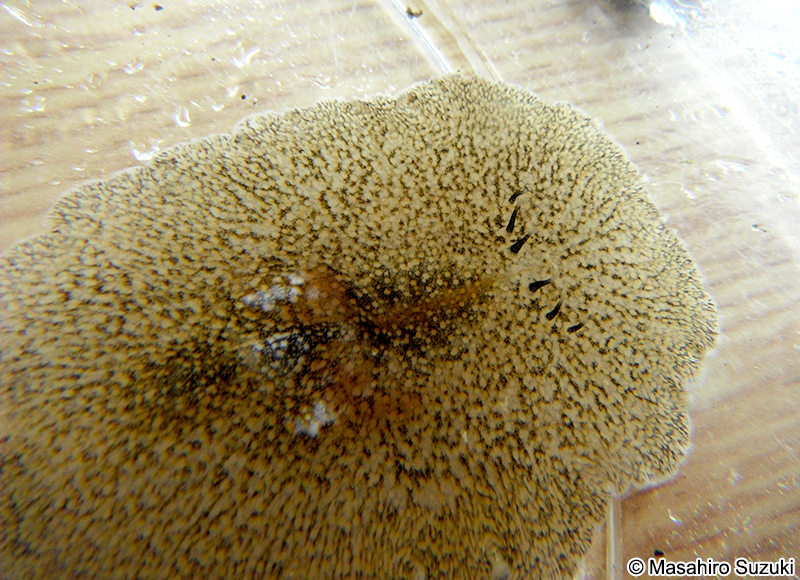 オオツノヒラムシ Planocera multitentaculata