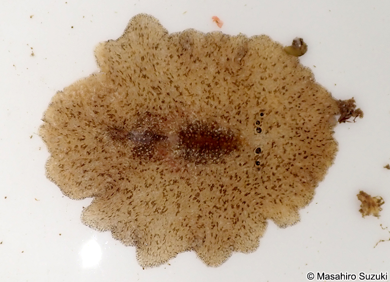 オオツノヒラムシ Planocera multitentaculata