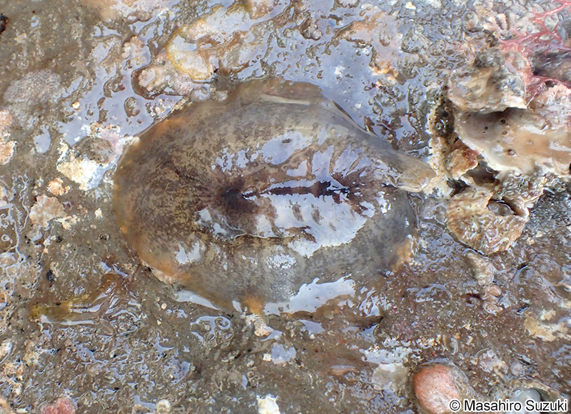 オトメガサ Scutus sinensis