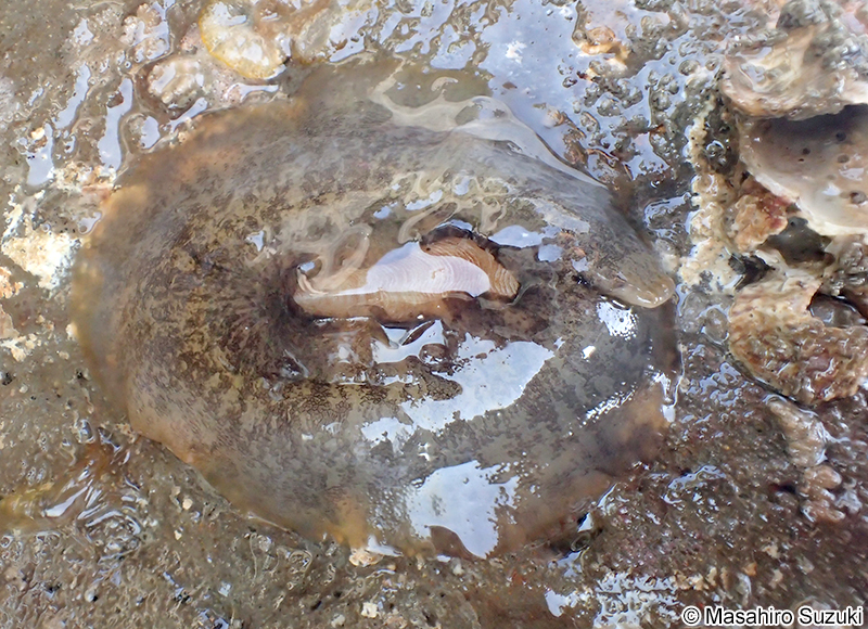 オトメガサ Scutus sinensis