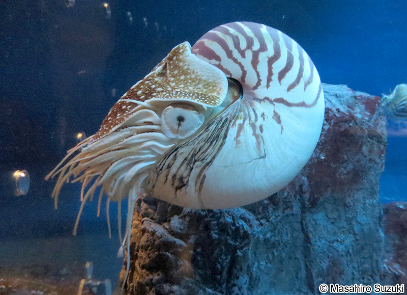 オウムガイ Nautilus pompilius