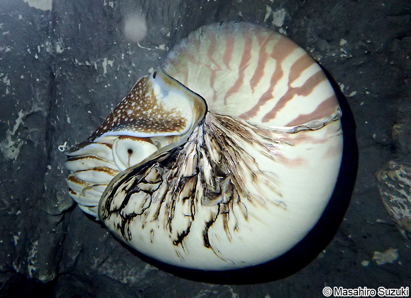 オウムガイ Nautilus pompilius