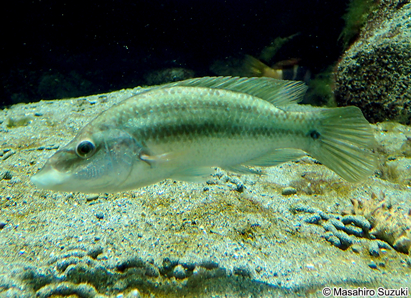 ピーコックラス Symphodus tinca