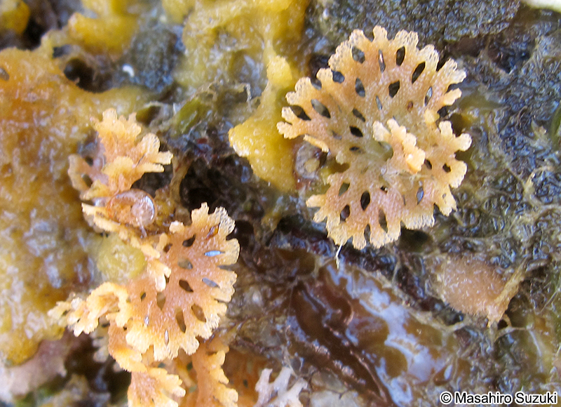 アミコケムシ科の1種 Phidoloporidae sp.