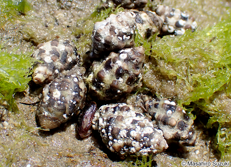 アラカワニア属の1種 Arakawania sp.