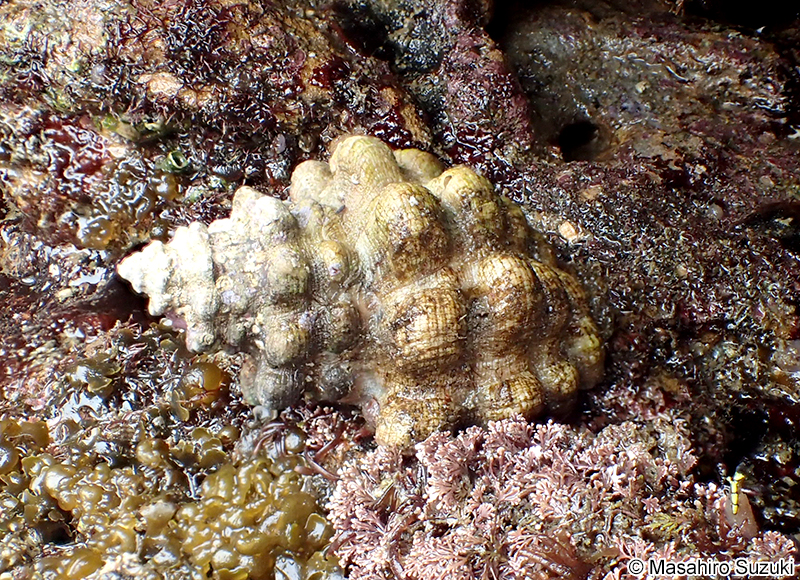 レイシガイ Reishia bronni