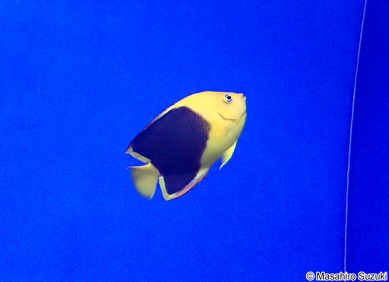 ロックビューティー Holacanthus tricolor