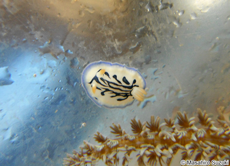 リュウモンイロウミウシ Hypselodoris maritima