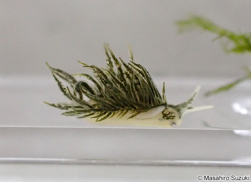 サミドリモウミウシ Placida daguilarensis
