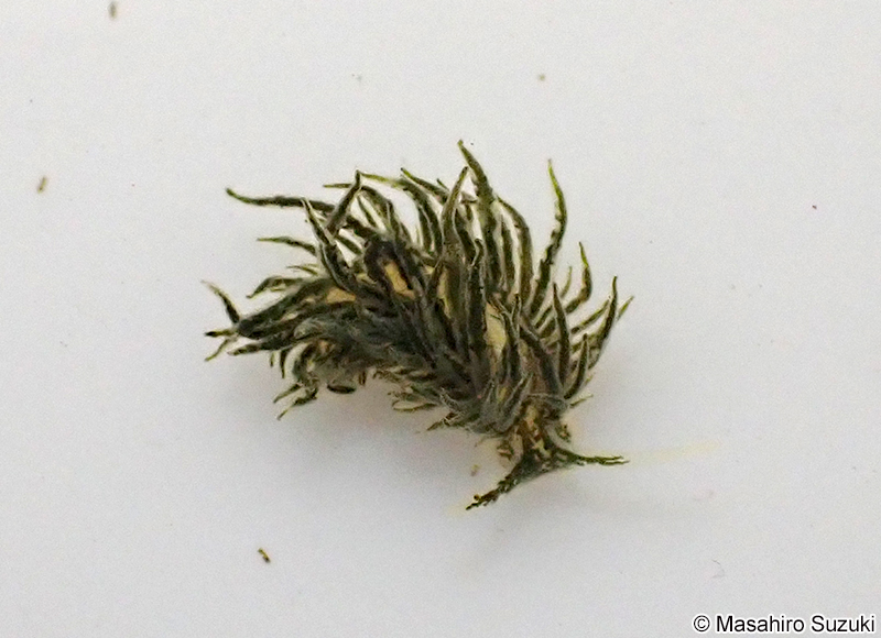 サミドリモウミウシ Placida daguilarensis