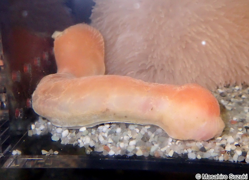 サンゴノフトヒモ Neomenia yamamotoi