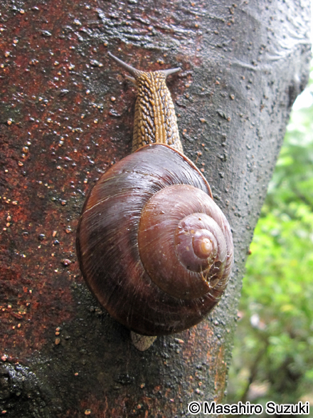 Satsuma arisana takahasii