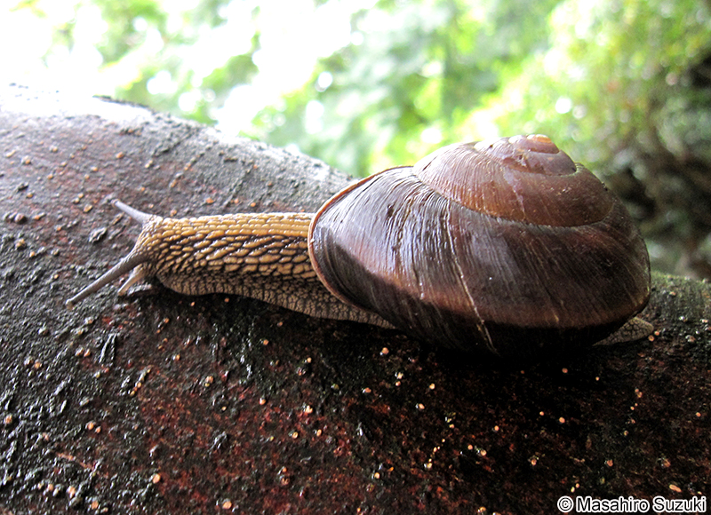 Satsuma arisana takahasii