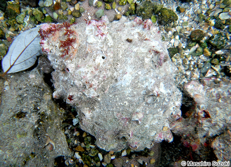 サザエ Turbo cornutus