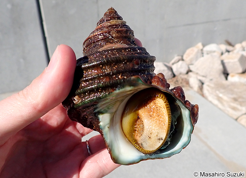 サザエ Turbo cornutus