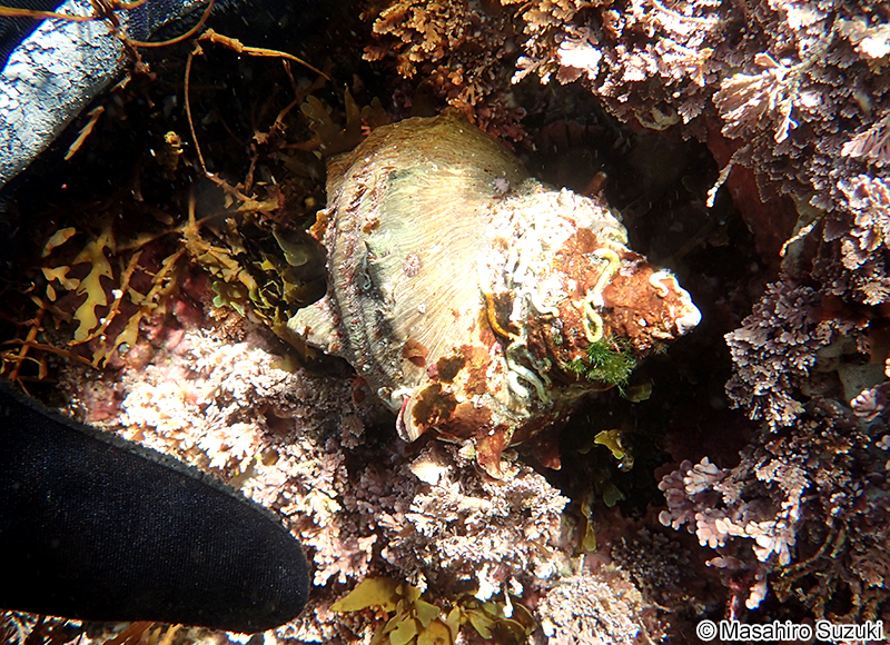 サザエ Turbo cornutus