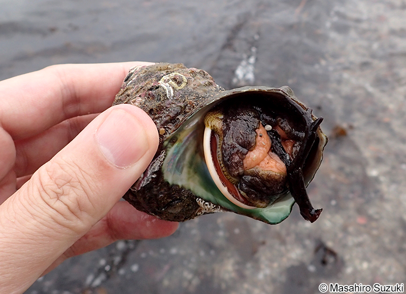 サザエ Turbo cornutus