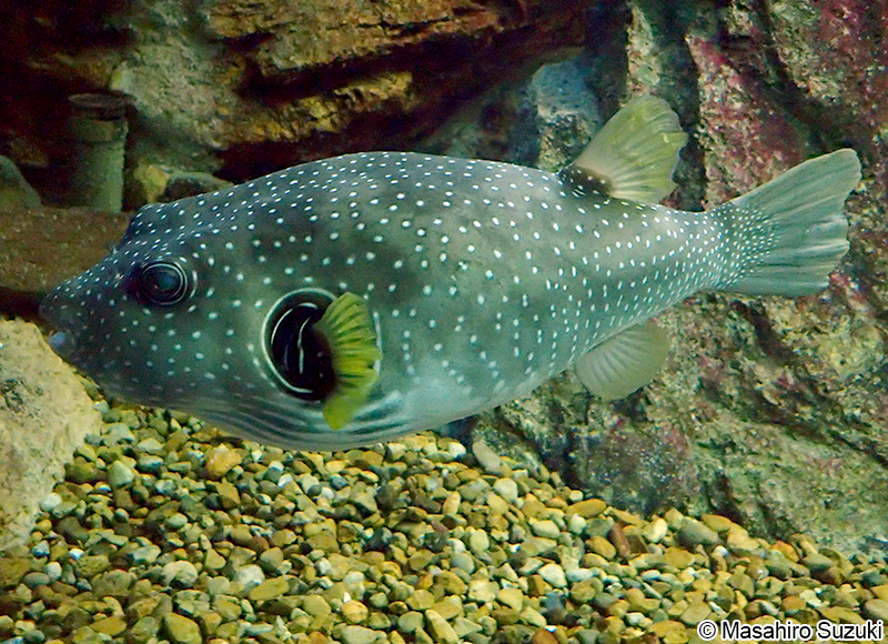 サザナミフグ Arothron hispidus