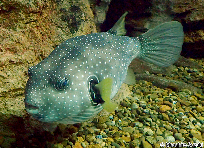 サザナミフグ Arothron hispidus