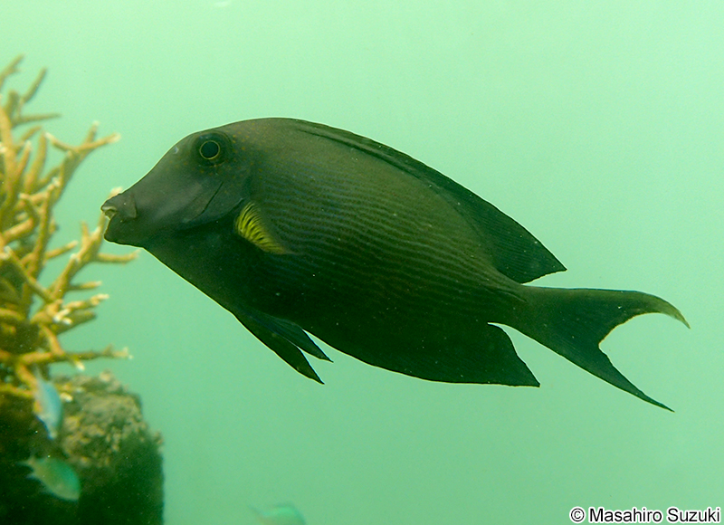 サザナミハギ Ctenochaetus striatus