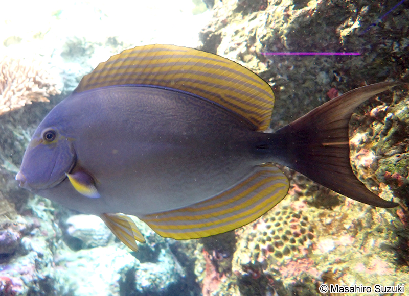 サザナミハギ Ctenochaetus striatus